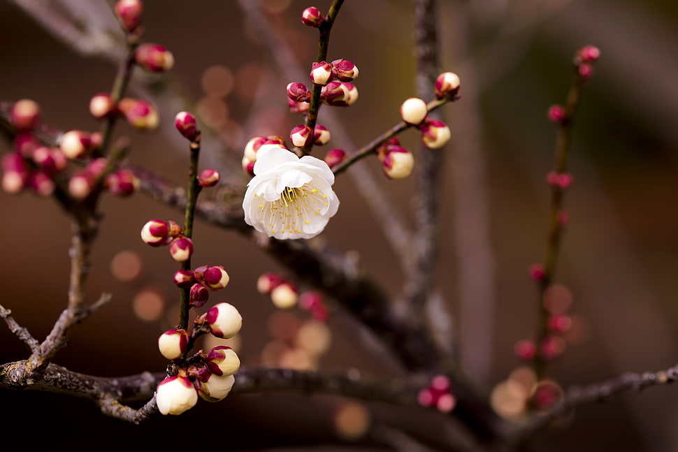 white Cherry Blossom tree in macro photo HD wallpaper